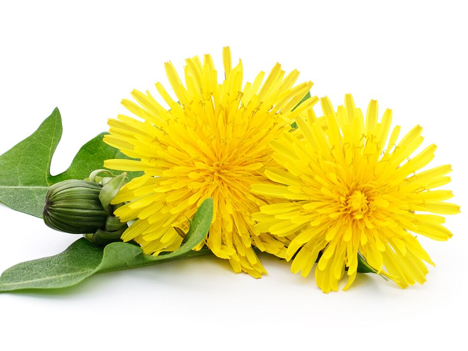 Dandelion erauzketa Alcezar-en